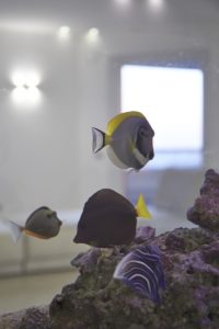 thomasronchetti.net_MG_3592